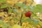 Rosehip close-up on a Bush in autumn