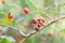 or Rosehip disease what is making the bush drying. Plant disease of Wild Rose on dandelion Dog Rose field background.