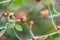 or Rosehip disease what is making the bush drying. Plant disease of Wild Rose on dandelion Dog Rose field background.