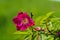 Rosehip flower with leaf