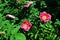 Rosehip flowers blooming on emerald green bush, soft dark bokeh