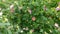 Rosehip flowers on a green bush