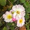 Rosehip flowers on leaves background