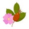 Rosehip flowers plant with leaves, berries, isolated. Rosehip use in herbal tea, cosmetics, store, beauty salon, natural