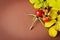 Rosehip fruit