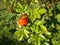 Rosehip fruit on the Bush.