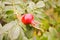 Rosehip fruit on a bush