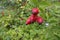 Rosehip - fruits on the bush