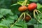 Rosehip fruits close up. Shallow depth of field. Background blurred