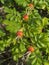 Rosehip fruits ripening