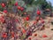 Rosehip fruits ripening on rosehip trees, rosehip fruits in the fall season