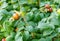 Rosehip green large fresh bush flat fruit fruit useful vitamin tea immunity enhancement background flora in the sunlight