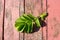 Rosehip leaf, young spring leaf on an old wooden background, selective focus