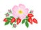 Rosehip Pink flower, red berries and green leaves isolated on white background. Vector illustration of dog rose in simple flat car