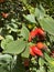 Rosehip red berries in the bush autumn time