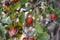 Rosehip and ripe fruits, pictures of rosehip plants c vitamin store rosehip fruit, organic rosehip tree