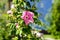 Rosehip rose hip flowers growing on a blue house background