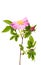 Rosehip rose isolated