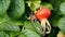 Rosehip seed with green leaves. Summer botany photo. Background with copy space