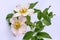 Rosehip twig with two pale pink flowers and green leaves, isolated on a light background. Beautiful elegant blooming Rosa canina