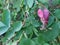 Rosehips on a background of green, juicy leaves on a warm summer evening