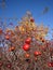 Rosehips with blue sky in the background