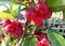 Rosehips on the branch