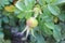 Rosehips on the branch of a bush