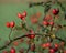 Rosehips on a branch, isolated, blurred background