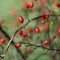 Rosehips on a branch, isolated, blurred background