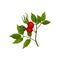 Rosehips on a branch. Vector illustration on white background.