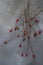 Rosehips bunches on abstract grey background