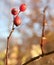 Rosehips on bush