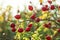 Rosehips dog rose fruit on a bush, sun backlight in background