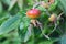 Rosehips, fruit of an old English rose