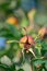 Rosehips, fruit of an old English rose