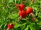 Rosehips medicinal, ripe red rose hips on branch