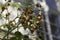 Rosehips photographed up close with blurred out windows as backdrop. Autumn in Prague Europe