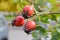 Rosehips, rosa canina, dog-rose with ripened fresh red fruits against blue sky