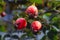 Rosehips, rosa canina, dog-rose with ripened fresh red fruits against blue sky. Sweetbriar Rose. Rosa rubiginosa Hips.