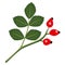 Rosehips twig with rosehips berries