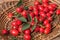 Rosehips in a wicker basket on sacking