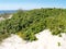 The rosehips of wrinkle on the dunes of the Baltic oblique grew. Kaliningrad region