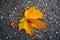 Rosehips on a yellow autumn leaf