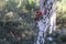 Rosella Bird in my Garden