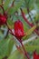 Rosella flower (also called roselle) with a natural background