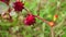 Rosella flower also called roselle with a natural background. Use as herbal drink and herbal medicine