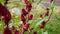 Rosella flower also called roselle with a natural background. Use as herbal drink and herbal medicine