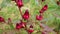 Rosella flower also called roselle with a natural background. Use as herbal drink and herbal medicine