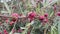 Rosella flower in nature garden